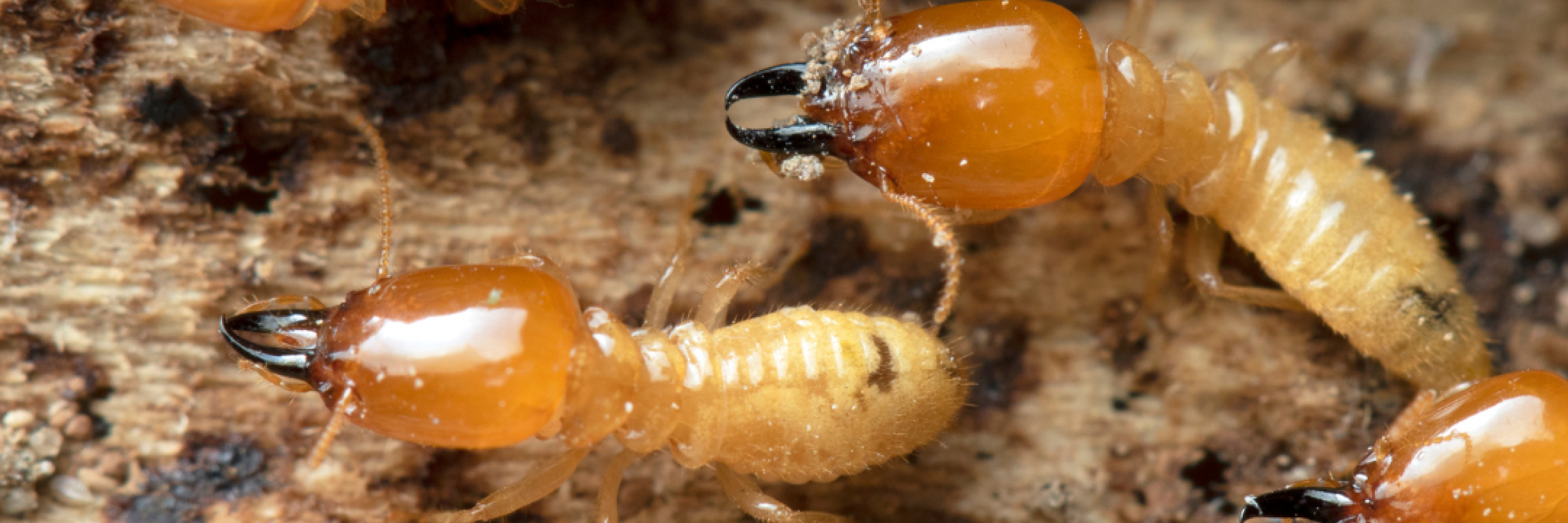 Close-up of termites damaging wooden structure in a home in Daphne, AL.