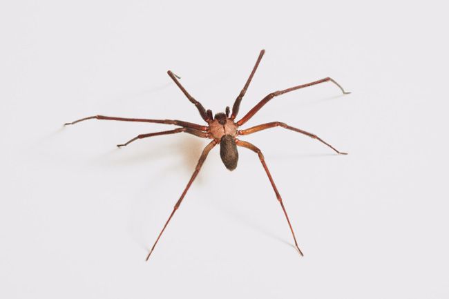 spiders in my home gulf coast 