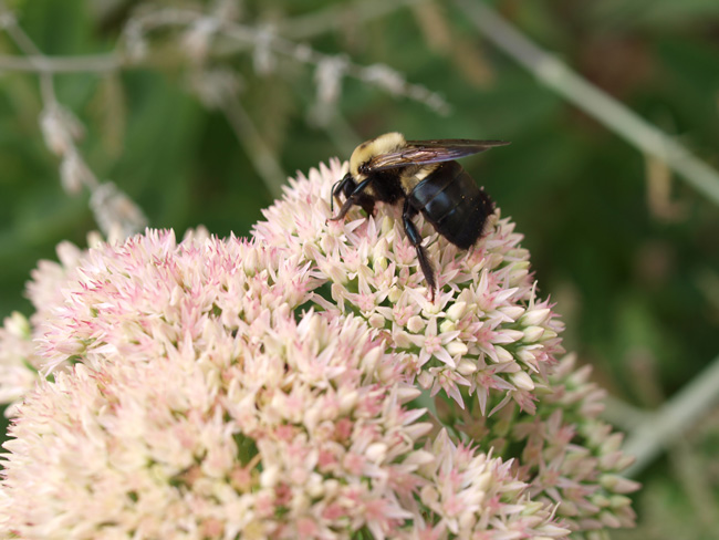 carpenter bee on a flower